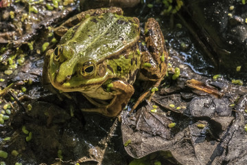 Pelophylax esculentus