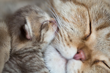 animal cat mother and baby kitten sleeping cheek to cheek together