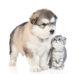 Kitten looking at a puppy. isolated on white background