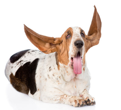 Basset Hound with long flapping ears. isolated on white background