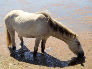 Chevaux de Camargue