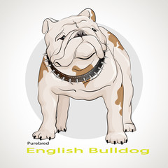 Dog breed bulldog standing on grey background