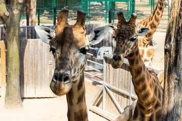 Giraffe