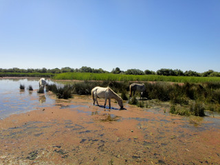 Chevaux de Camargue 3