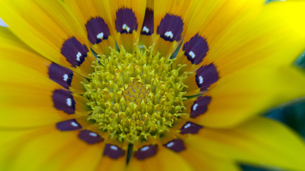 MACRO MARGHERITA