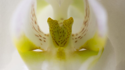 ORCHIDEA