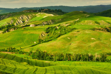 Fototapeta premium Fresh Green tuscany landscape in spring time - wave hills, cypresses trees, green grass and beautiful blue sky. Tuscany, Italy, Europe