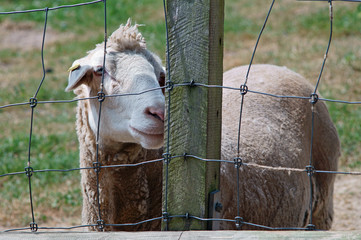 sheep behind fence
