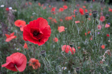 poppy