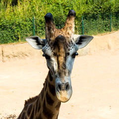 Giraffa © vanessaginger