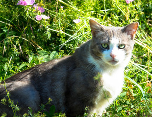 Katze im Gras