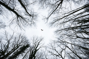 oiseau tronc arbre branche centre perspective nature contre jour