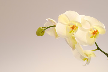 isolated white orchid