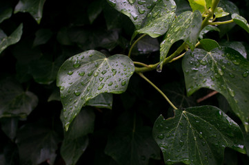 vine leaf