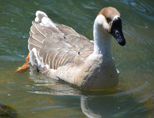 The African Goose is a breed of goose. The African goose breed most likely originated in China,...