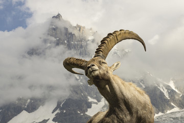 Alpine ibex on a background of mountains.