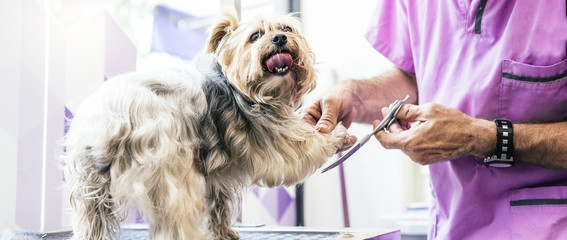 Grooming a little dog in a hair salon.