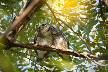 Pair of owl kissing gently..Owls in love, Spotted owlet(Athene brama) perching side by side and squinting eyed with sunlight background.