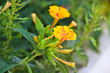 colorful flowers in a park