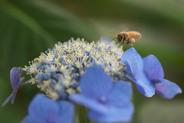 紫陽花の蜜が好きな蜜蜂