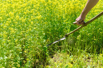 A man is mowing.