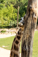 Giraffa innamorata © vanessaginger