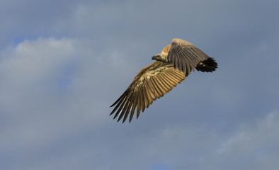 White backed vulture