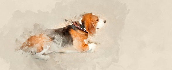 Outdoor exhibition of dogs of different breeds. Beagle dog close up. Watercolor background