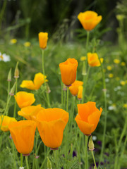 Yellow poppies in the countryside. 