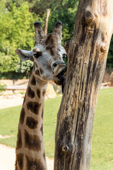 Giraffa innamorata © vanessaginger