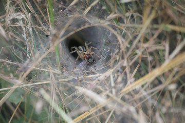 spider eating fly in tunnel