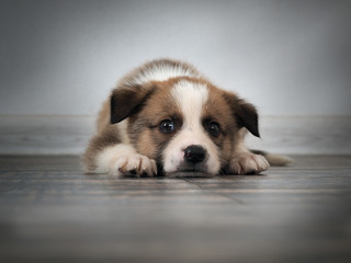 Purebred dog lies on the old wooden floor. Puppy 1 month.