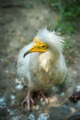  vulture common