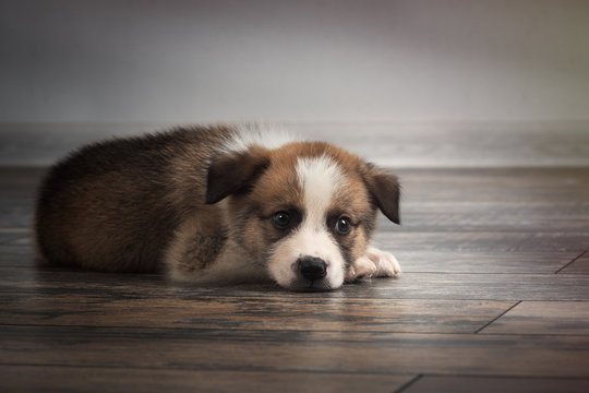 Pedigree dog sleeps on an old wooden floor. Puppy 1 month.