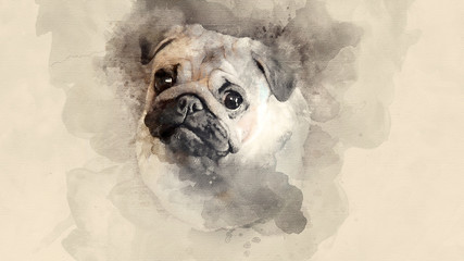 Home pet. Pug-dog close up. Watercolor background