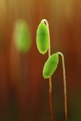 Spore capsules of a moss, Pohlia nutans