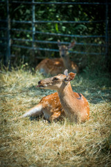 Sika deer female resting