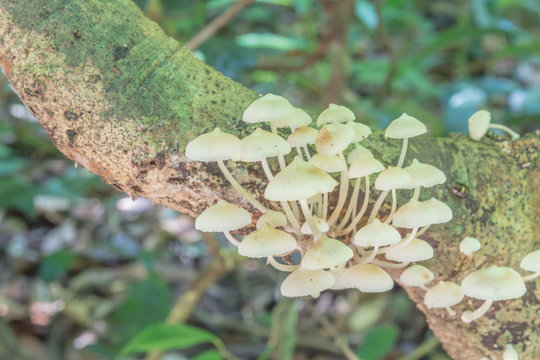 White mushroom in the tropical forest ,Thailand