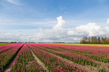 Tulip fields in the countryside in the Netherlads