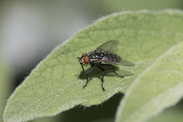 hoverfly
