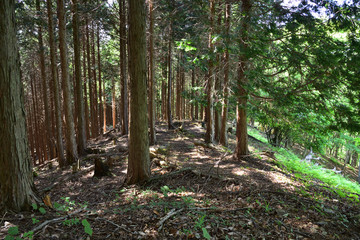 尾根・陽光のさす山道