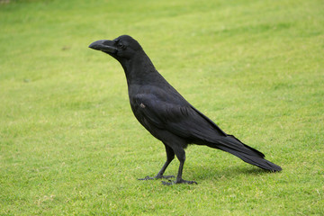 カラス
