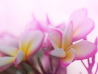 Pink Plumeria flower in blur background.