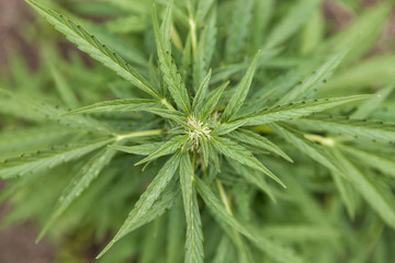 Top view of the bush of medical marijuana at the beginning of flowering