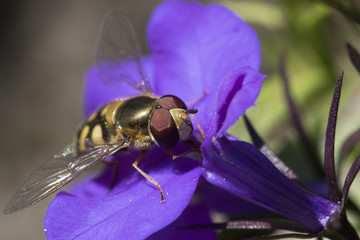 hoverfly