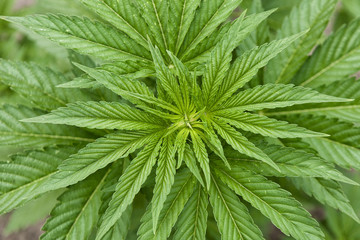 Top view of the bush of medical marijuana at the beginning of flowering