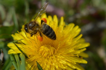 пчела цветок