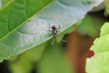 ant