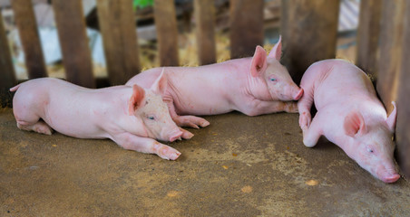 Pig Farm