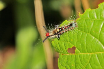 caterpillar